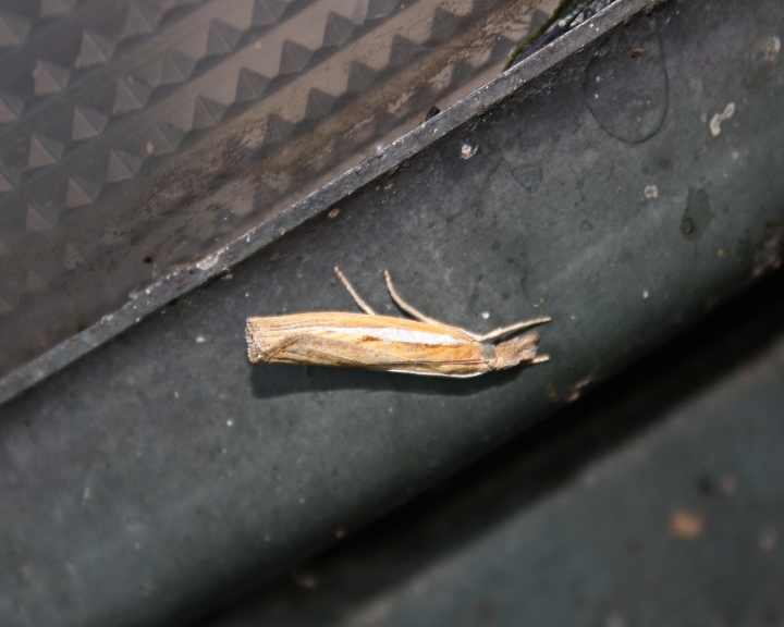 CRAMBIDE : Agriphila tristella?